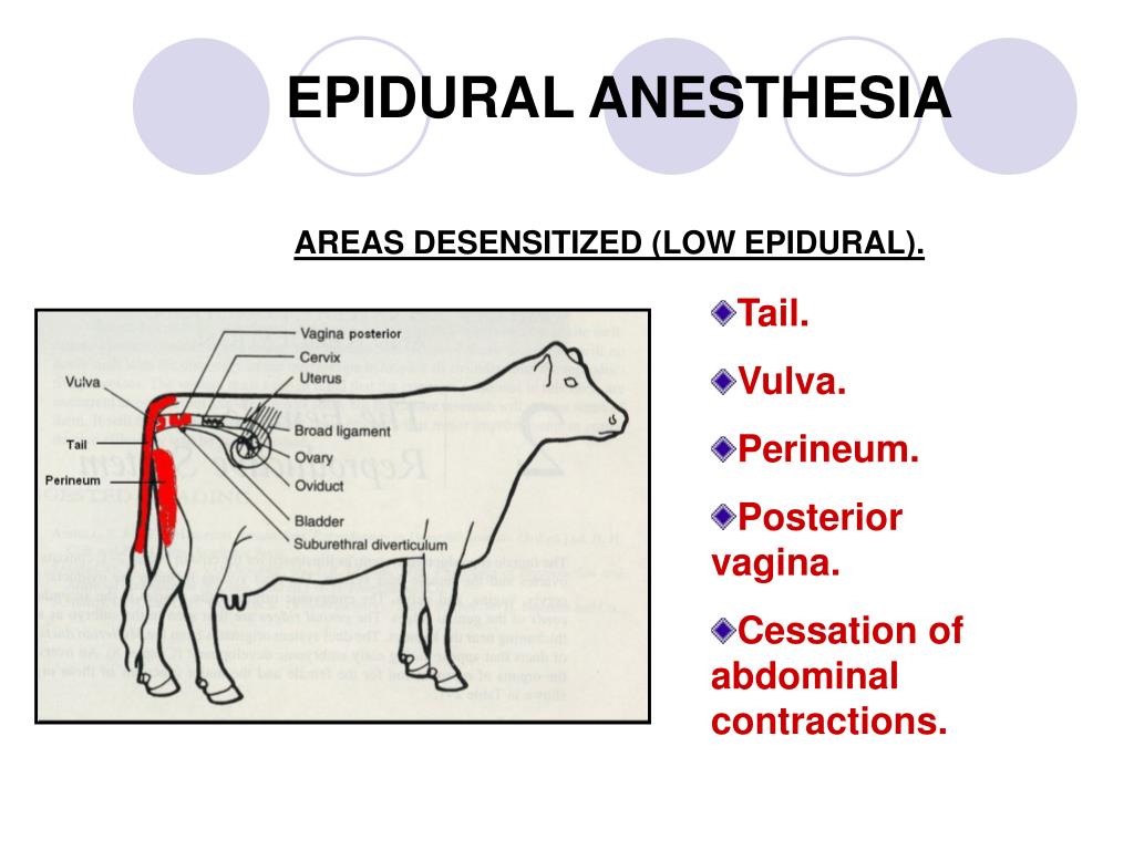 GROUP 2 LAB 2 (Disbudding, nerve blocks)